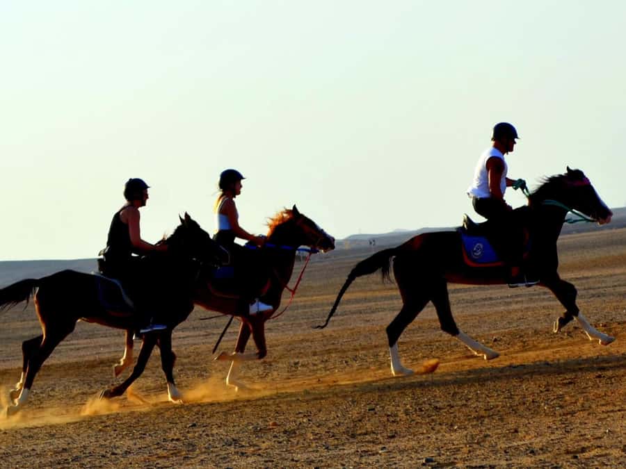 Marsa Alam: Sunset Horseback with Dinner, Show & Stargazing - Dinner, live entertainment, and stargazing