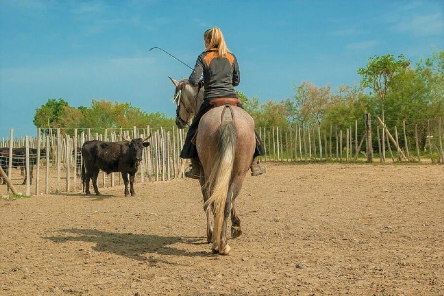 Marseille: The Camargue 8-Hour Guided Outing - Should you book it?