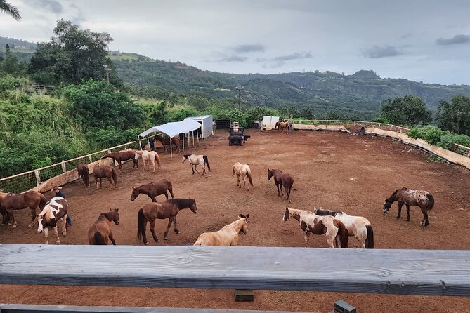 Maui Horseback Adventure at Circle M Ranch With Real Cowboys - Is $185.20 a fair price?