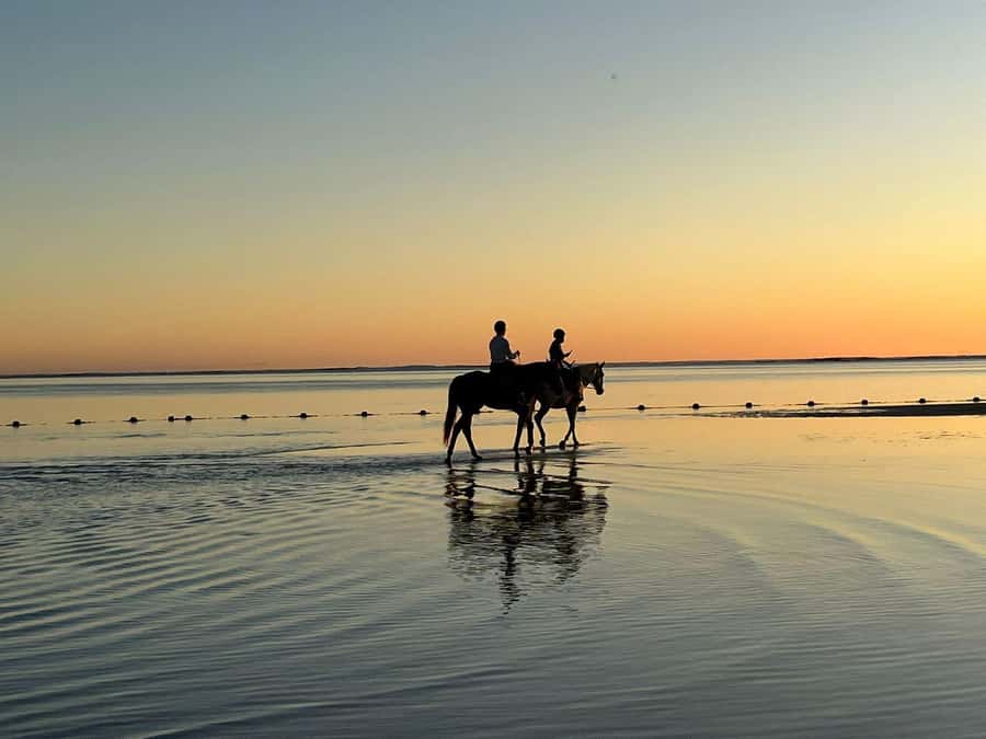Mauritius: Horseback riding on the beach - Choosing a Horse for a Gentle One-Hour Ride