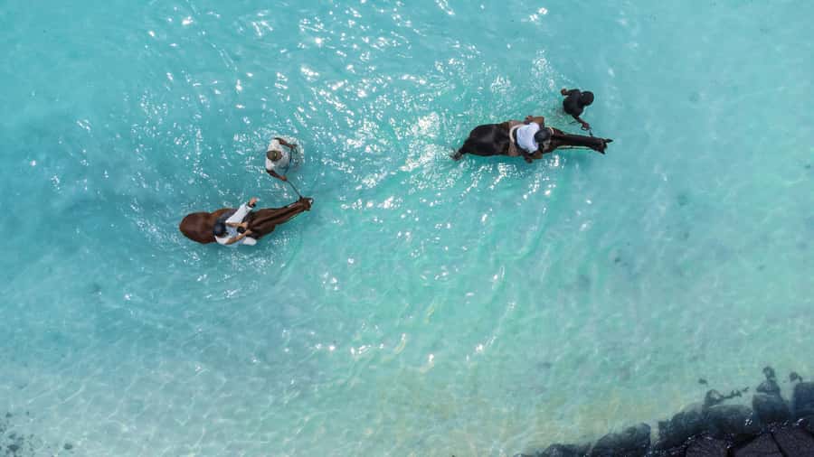 Mauritius: Horseback riding on the beach - Walking Beside the Turquoise Water