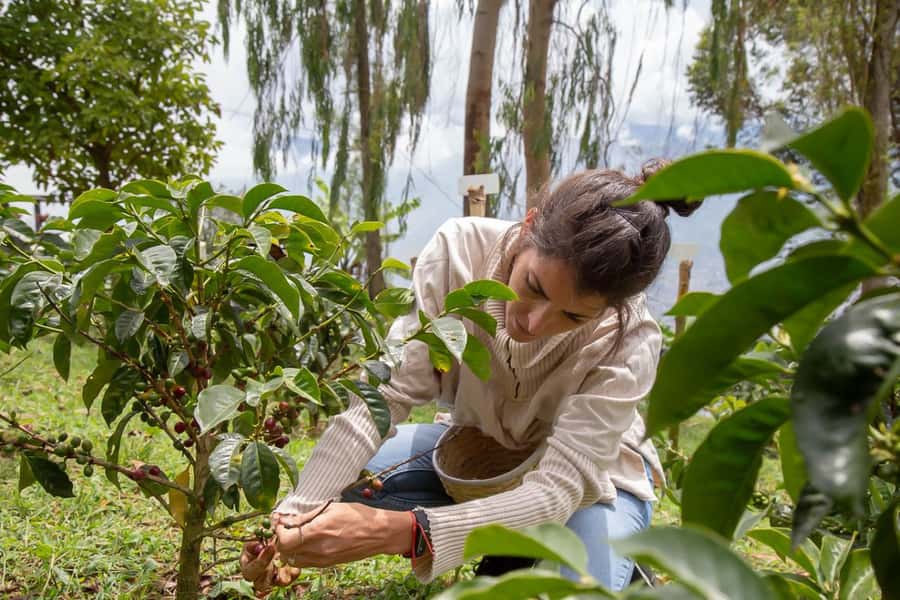 Medellin: Horseback Riding Coffee Farm Tour with Coffee Spa - Getting to Don Leandro through Arví