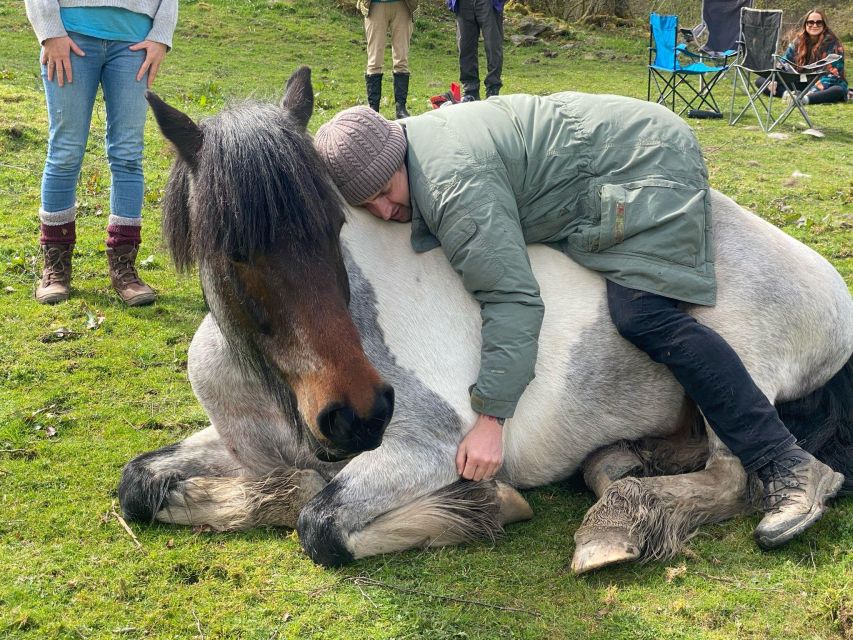 Meditate With Horses - A One-Hour Break in the Lake District