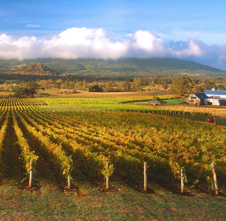 Melbourne: Full-Day Horses, Wine, and Beer Tour - Beer at Holgate Country Pub and Brewhouse