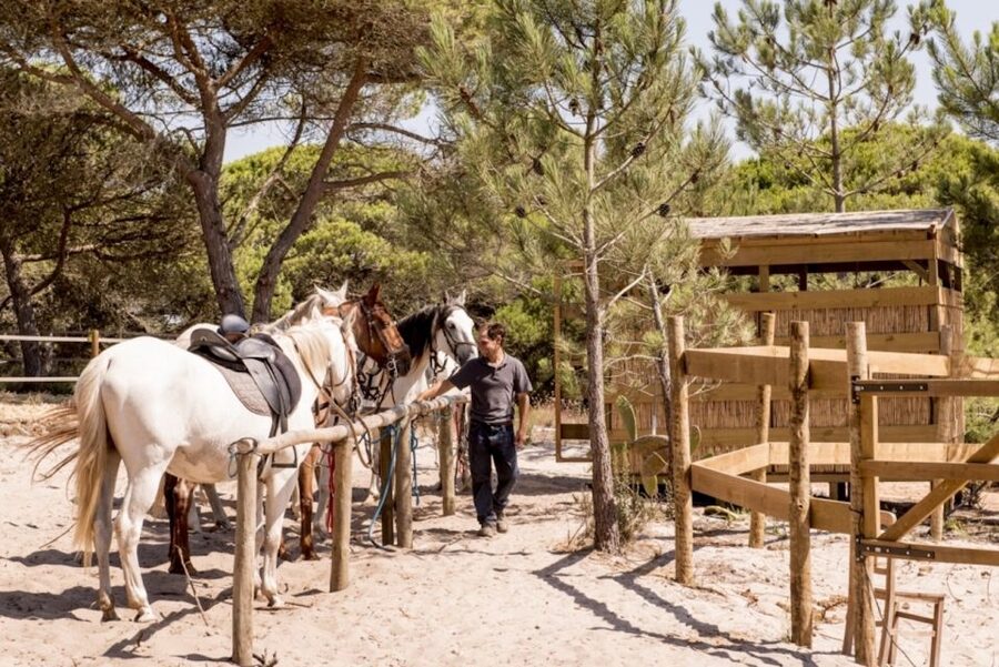 Melides: Horse Riding on the Beach with Wine Tasting - Through the pine woods of Grândola