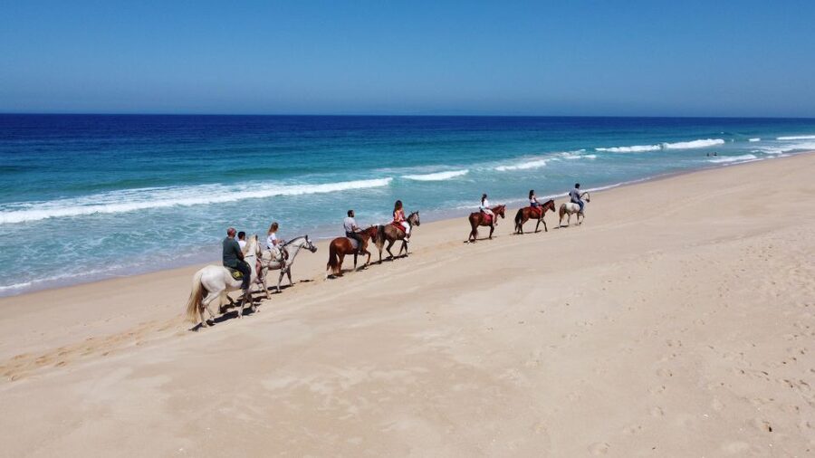 Melides: Horseback Riding on Melides Beach - Why the horses make this suitable for beginners