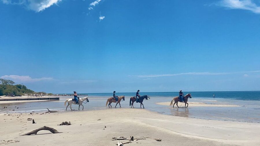 Miami: Beach Horse Ride & Nature Trail - Riding from Virginia Key’s trees to the beach