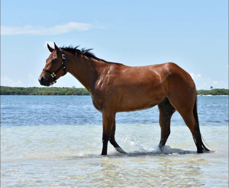 Miami: Beach Horse Ride & Nature Trail - Small details that can make the hour better