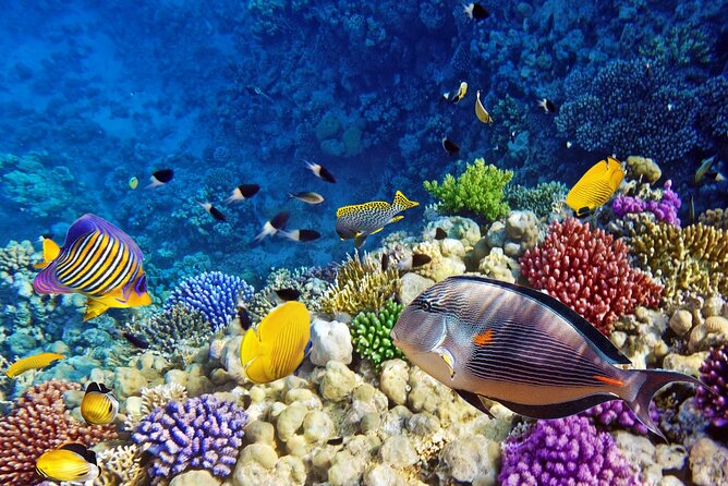Mnemba Dolphin Tour, Clear Kayak, Cooking Class, Horse Riding - Tasting Zanzibar at Jambo Spice Farm