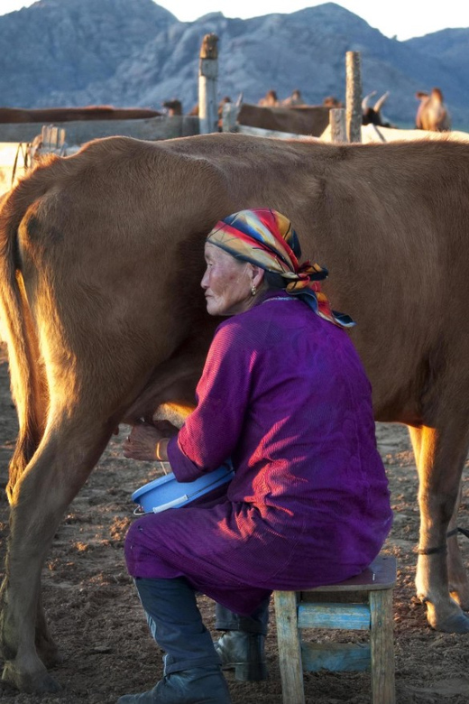 MONGOLIAN NOMADS: 2-Day Horse Trekking & Cow Milking Tour - What the $369 price buys you