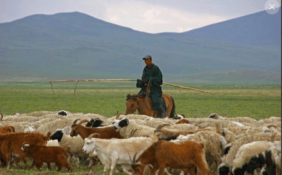 MONGOLIAN NOMADS: 2-Day Horse Trekking & Cow Milking Tour - The practical side of rural life