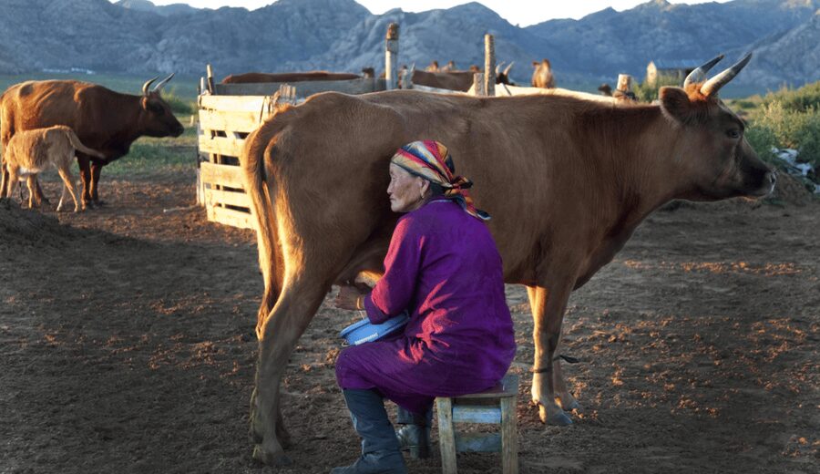 MONGOLIAN NOMADS: 2-Day Horse Trekking & Cow Milking Tour - Who should choose this experience