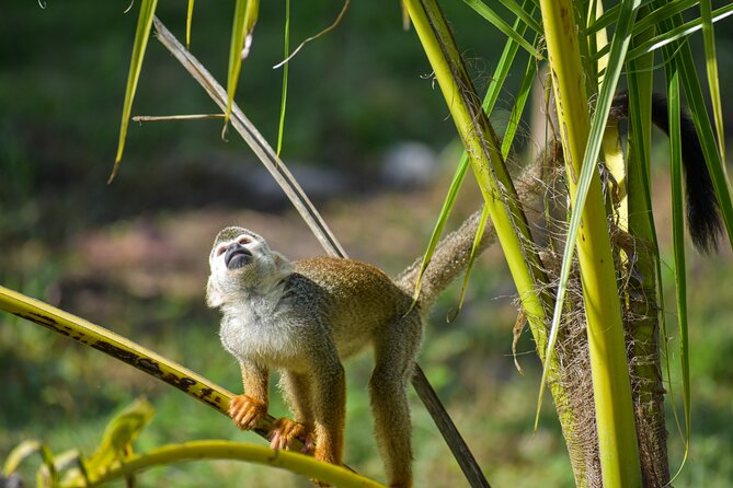 Monkey Encounter and Horse-Riding Tour in Puerto Plata - Key Points to Know Before You Book