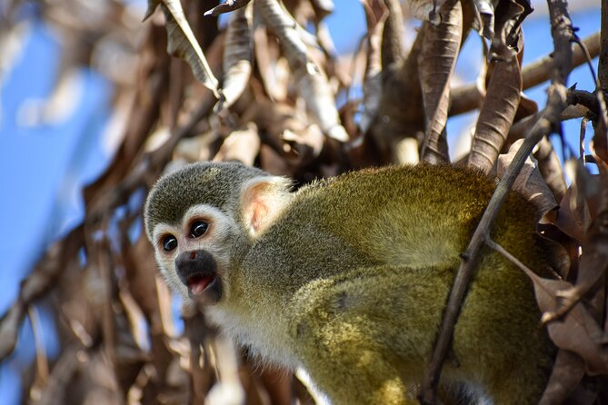 Monkey Encounter and Horse-Riding Tour in Puerto Plata - From Puerto Plata Port to the Dominican Countryside