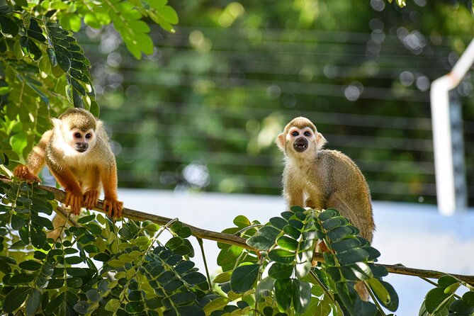 Monkey Encounter and Horse-Riding Tour in Puerto Plata - One Hour with Puerto Plata’s Squirrel Monkeys