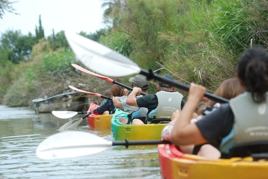 Montpellier : Birdwatching by kayak in the Camargue - A quiet way into the Camargue near Montpellier