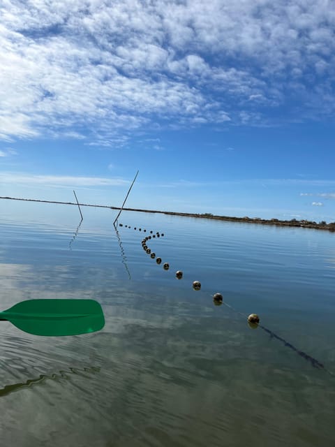 Montpellier : Birdwatching by kayak in the Camargue - Morning or sunset: choosing the right departure