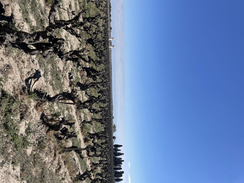 Montpellier : half day wine tour in Camargue - A first taste with a wine quiz