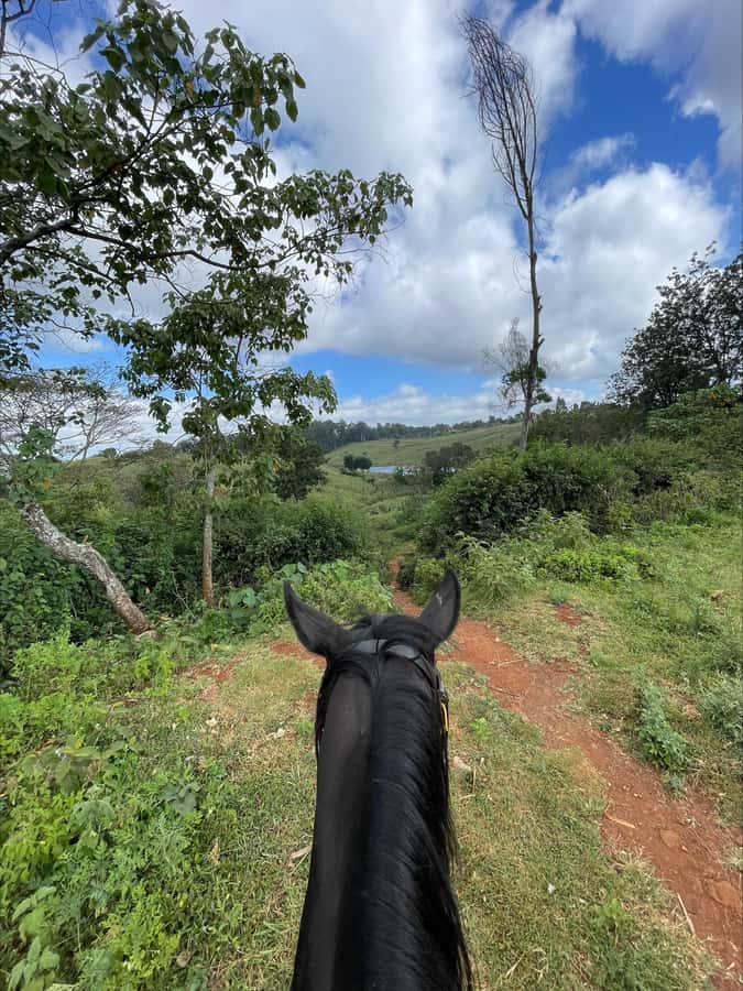 Nairobi: Horseback Riding Tour Through Maize Plantation - A quieter stretch through the forest