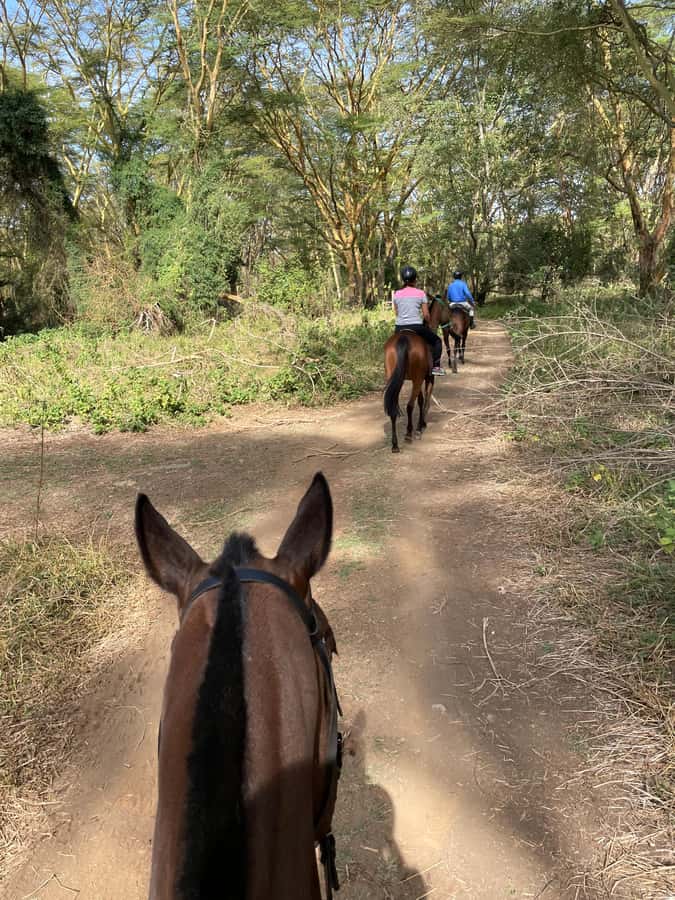 Nairobi: Karura Forest Horseback Riding Tour - Why horseback riding changes Karura Forest