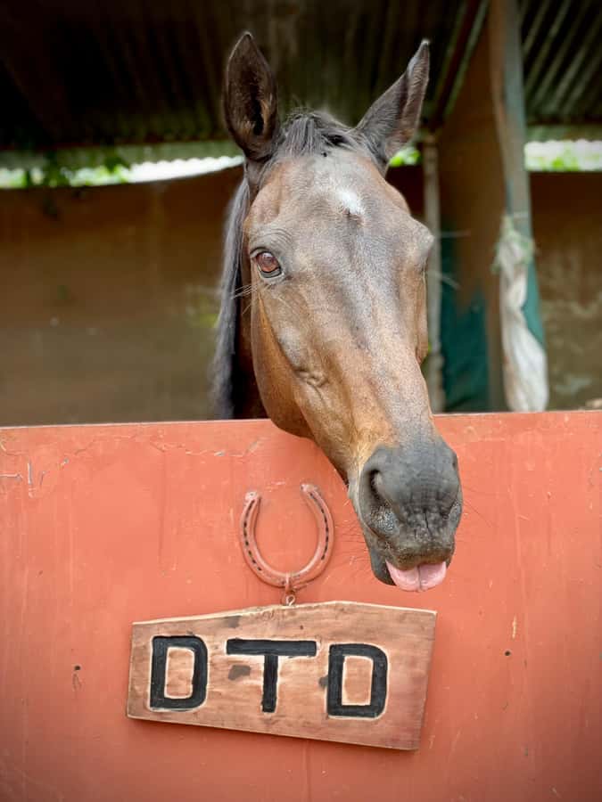 Nairobi: Karura Forest Horseback Riding Tour - Ninety minutes on narrow forest paths