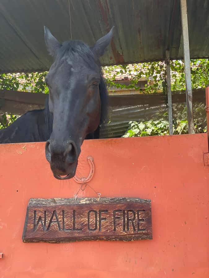 Nairobi: Karura Forest Horseback Riding Tour - Practical advice for a smoother outing