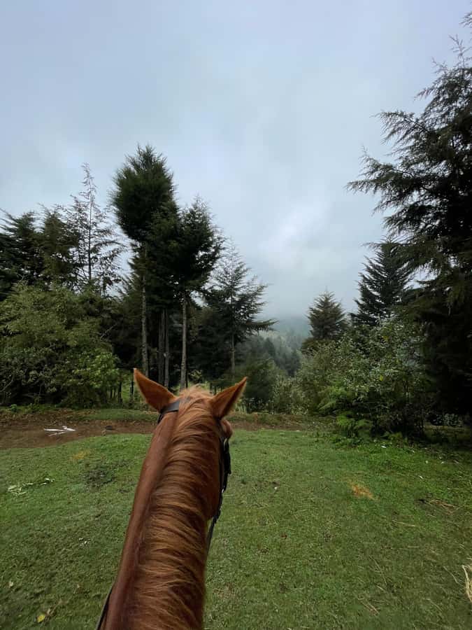Nairobi: Karura Forest Horseback Riding Tour - Should you book the Karura horseback ride?