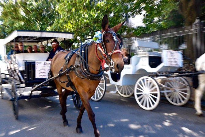 New Orleans French Quarter and More Carriage Ride - Napoleon House and the city’s unusual stories