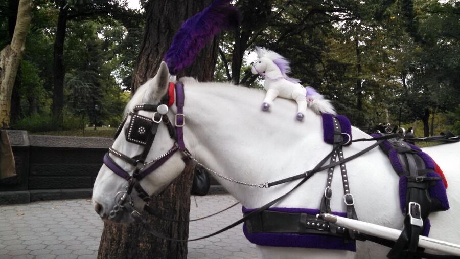 New York: Carriage Ride in Central Park - How long the ride really lasts