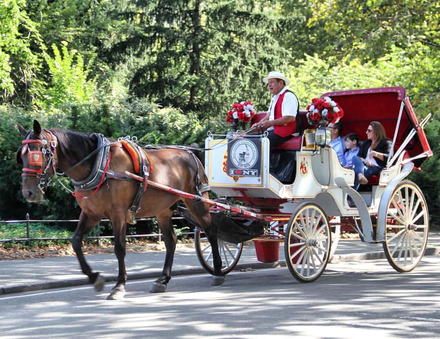New York City: Central Park Horse Carriage 25-min Ride - What this Central Park carriage ride is really like