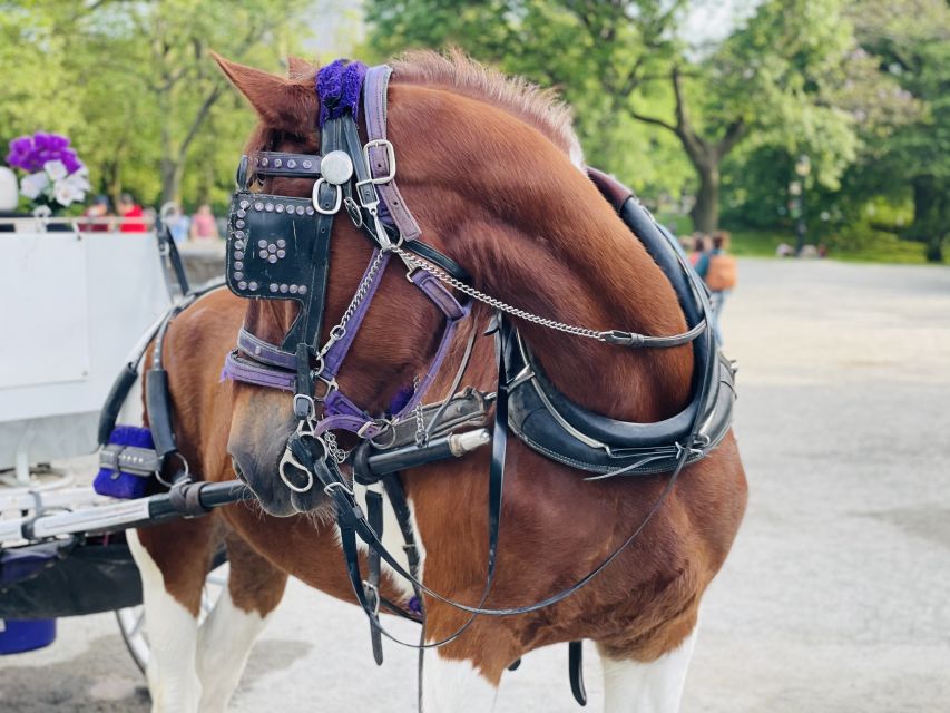 New York City: Central Park Private Horse and Carriage Tour - What the guide adds to the ride