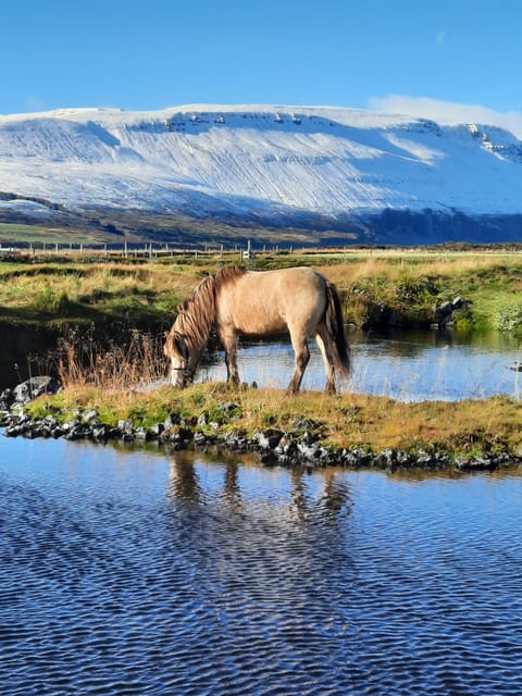 North Iceland: Horseback Riding Tour - Why this ride feels more than a beginner circuit