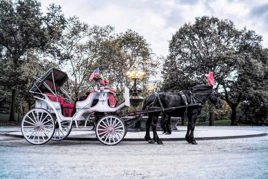 NYC: Central Park Christmas Lights Horse-Drawn Carriage Ride - Practical Tips Before You Reserve