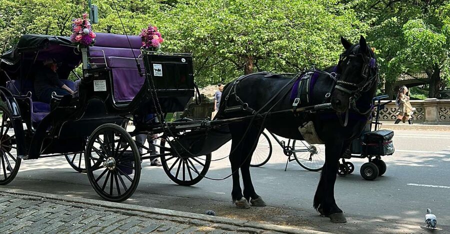 NYC Empire State Horse Carriage Ride in Central Park(45mins) - Tavern on the Green and Sheep Meadow
