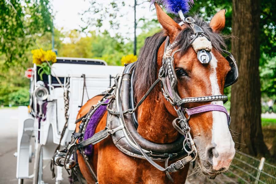 NYC: Guided Central Park Horse Carriage Ride - Key points to know before you book