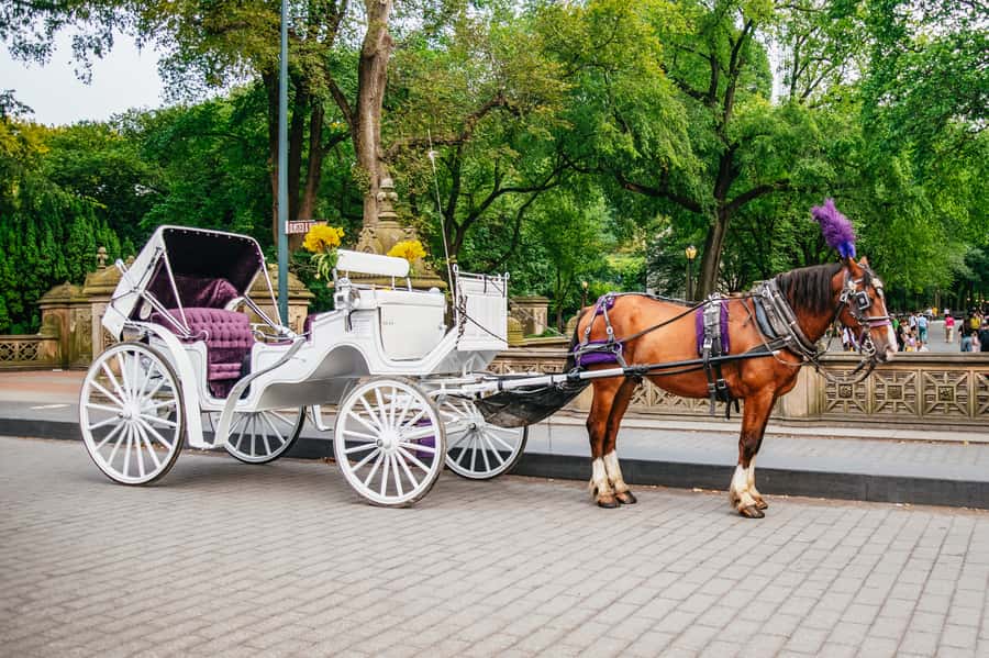 NYC: Guided Central Park Horse Carriage Ride - Cherry Hill, the Lake, and the Boat Pond