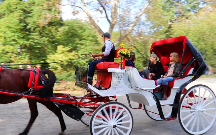 NYC: Guided Standard Central Park Carriage Ride (4 Adults) - What $225 Gets You in 40 Minutes