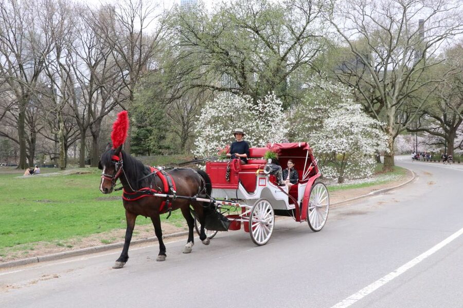 NYC: Guided Standard Central Park Carriage Ride (4 Adults) - Bethesda Terrace and Fountain: The Main Photo Stop