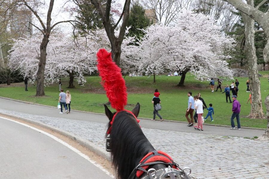 NYC: Guided Standard Central Park Carriage Ride (4 Adults) - Balto, the Boathouse, and the Park’s Storybook Details