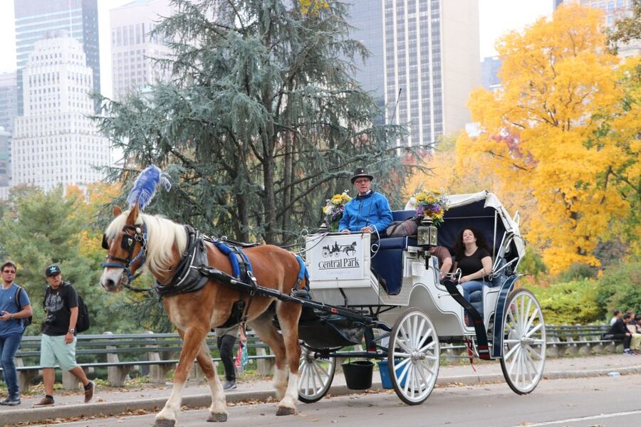 NYC: Guided Standard Central Park Carriage Ride (4 Adults) - Cherry Hill and Friends Fountain
