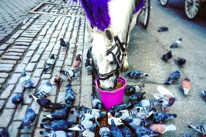 NYC Horse Carriage Ride in Central Park (50 Min. Up to 4 Adults) - What the $230 price really means