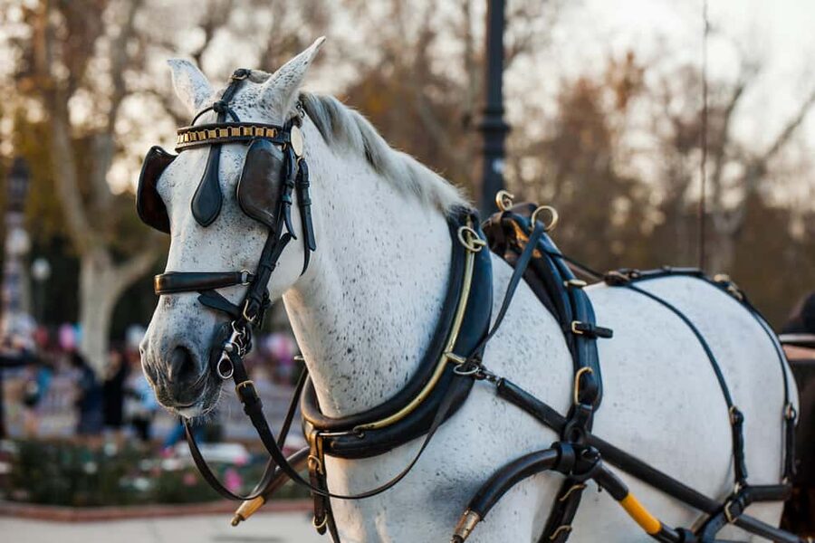 NYC Private Central Park Horse Carriage Ride with Guide - What the guide adds to the ride