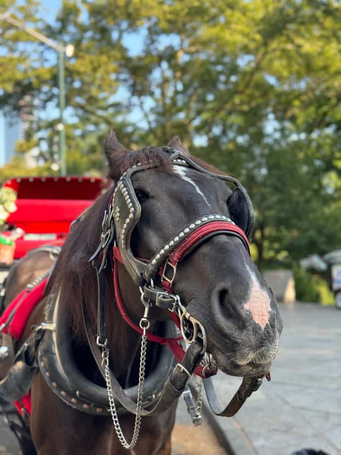 NYC: Private Central Park Horse-Drawn Carriage Tour - A quiet way to see Central Park