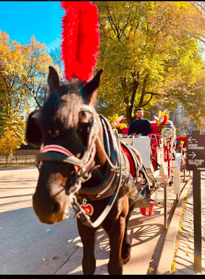 NYC: Private Central Park Horse-Drawn Carriage Tour - What the 40-minute ride feels like