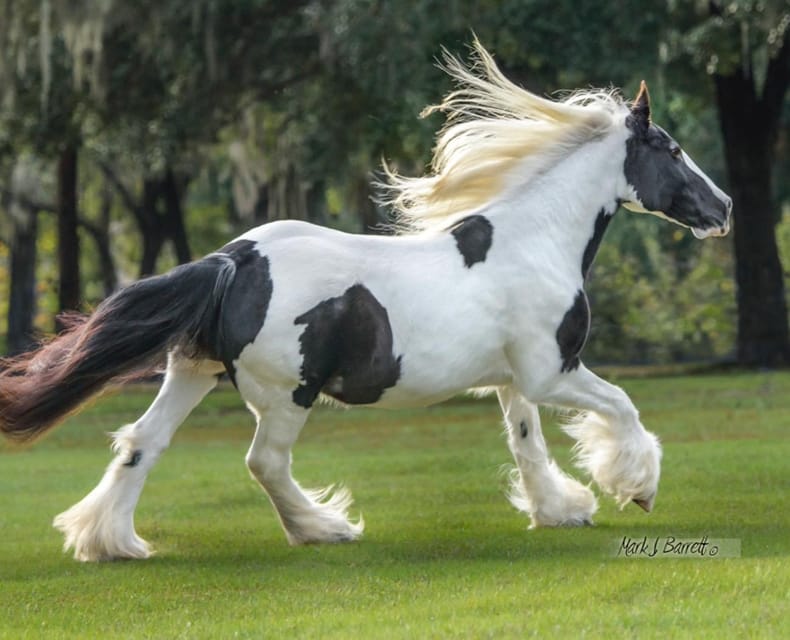 Ocala: Gypsy Gold Horse Farm Guided Walking Tour - Key points to know before you go