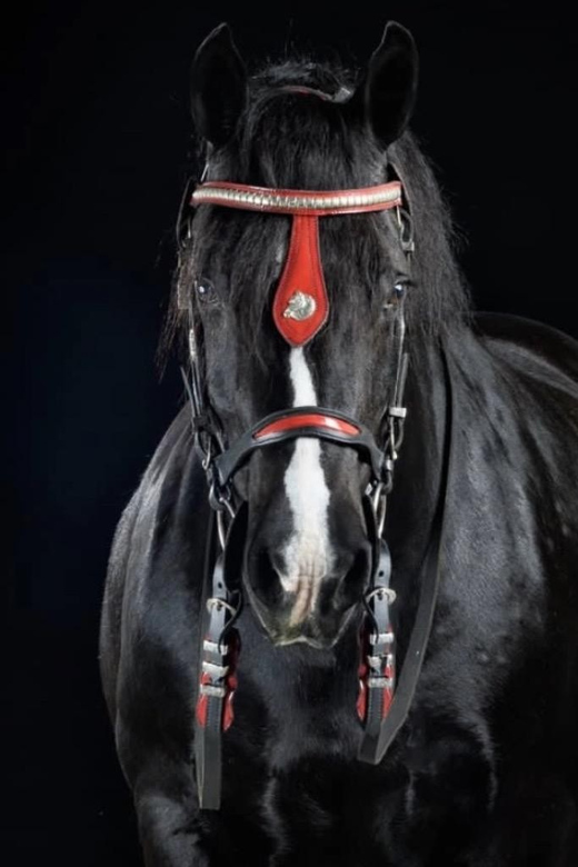 Ocala: Gypsy Gold Horse Farm Guided Walking Tour - Why Gypsy Gold is different from a standard horse visit