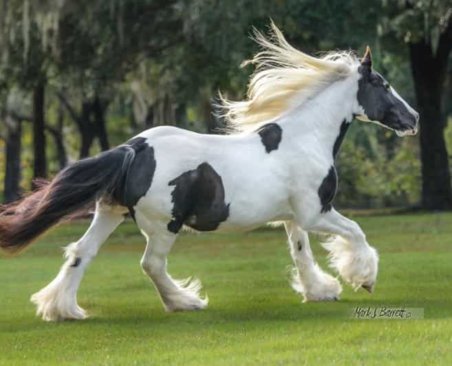 Ocala: Gypsy Gold Horse Farm Guided Walking Tour - Walking among horses, mules, donkeys, and parrots