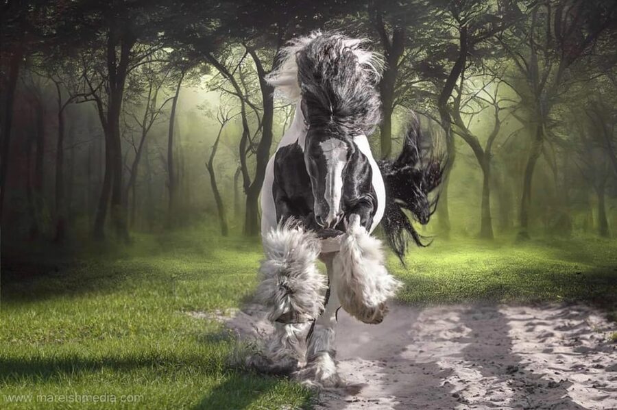 Ocala: Gypsy Gold Horse Farm Guided Walking Tour - Booking flexibility and practical planning