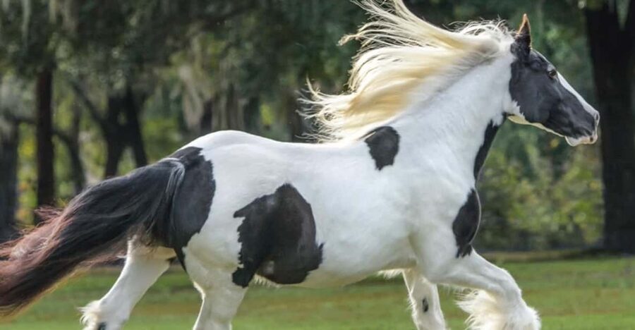 Ocala: Gypsy Gold Horse Farm Guided Walking Tour - The opening 10-minute talk with Dennis Thompson