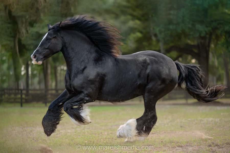 Ocala: Gypsy Gold Horse Farm Horses & History Tour - Key points to know before you book